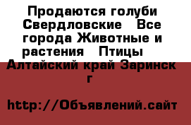 Продаются голуби Свердловские - Все города Животные и растения » Птицы   . Алтайский край,Заринск г.
